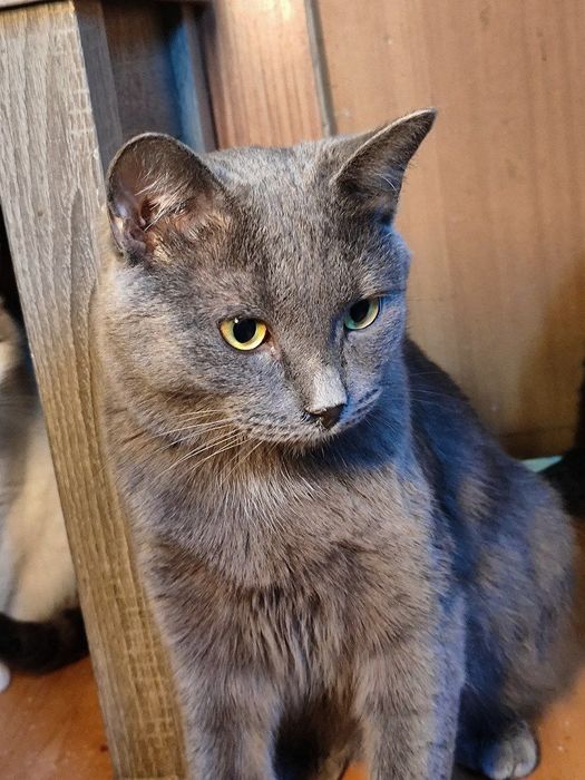 Котик ищет дом , Астана