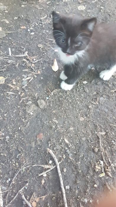 Отлам в любящие животных руки