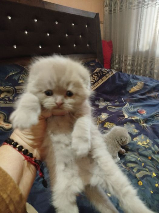 Продаются скотиш фолд