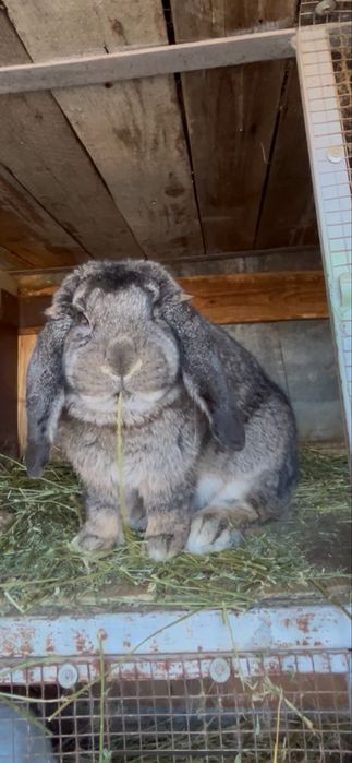 Iepuroi berbec german