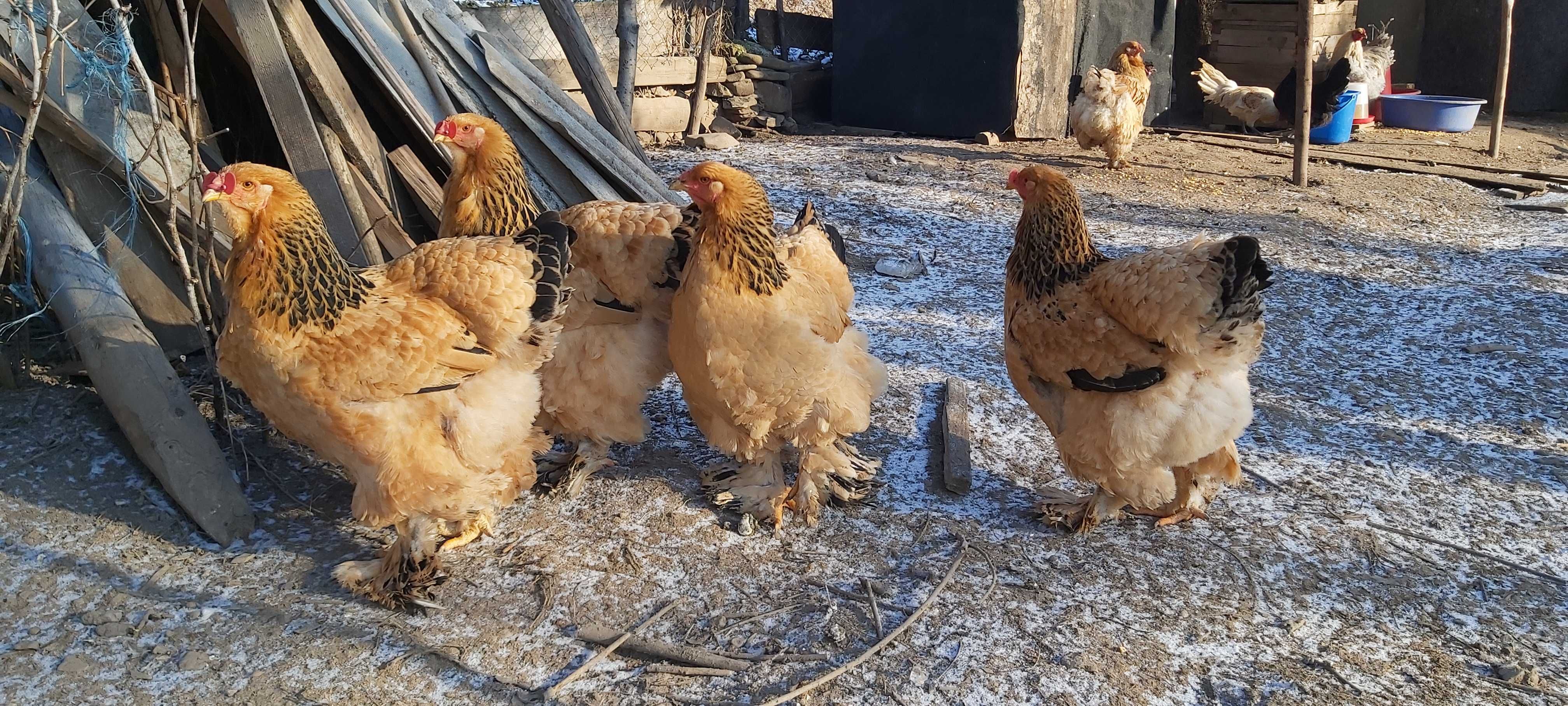 Oua Australorp Brahma Araucana Lakenvelder Mătase Wyandotte La fleche