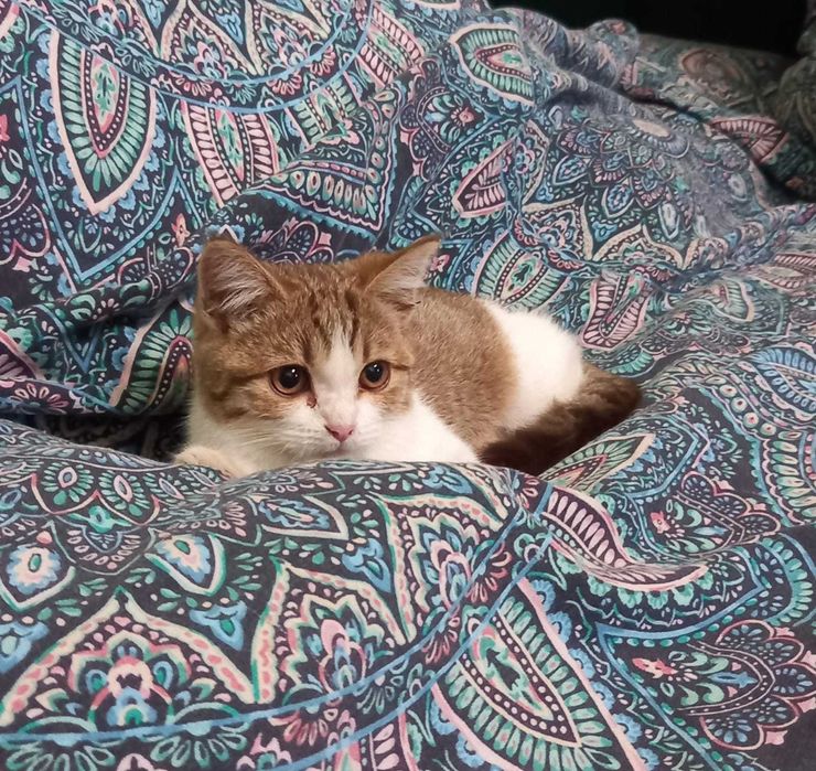 котенок, 4 мес, девочка, в добрые руки