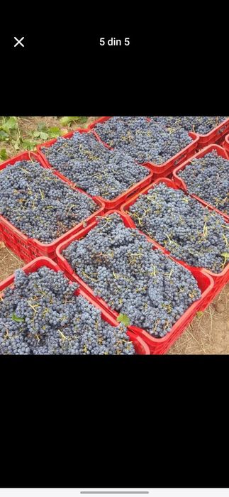 Struguri de vin avem toate soiurile nr 078542852nouă