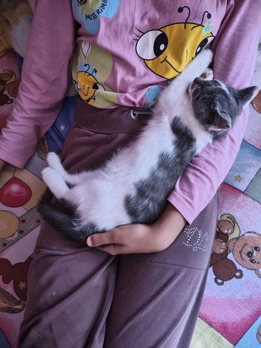 Motănel pentru adopție  Pașcani