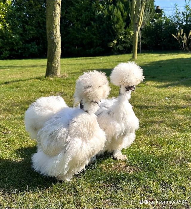 Американский шолк жужалар бор 2 хафталик ва каттарок