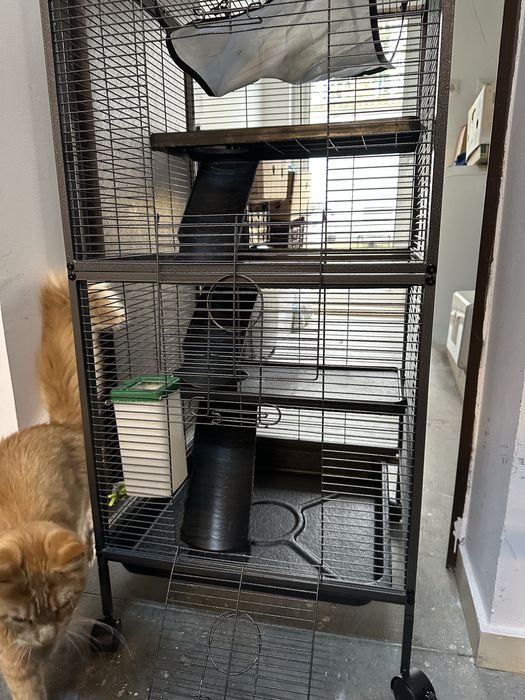 Cusca Shinshila Hamster veverita soricei porcusor de guineearozatoare