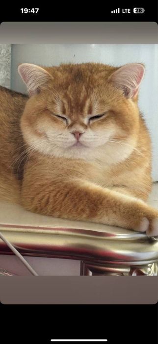 Вязка британский кот для вязки
