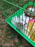 Hamster pitic cu toate accesorile
