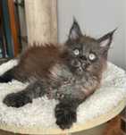 Pui maine coon cu pedigree