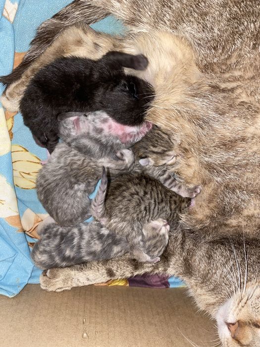 Котята британские бронь