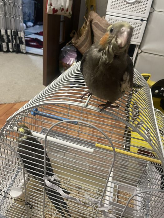 Pui de nimfa crescuti la seringa 600  lei si perusi pereche  100 lei