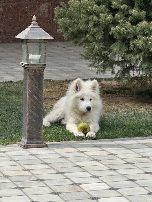 Самоедская собака, чистая порода, паспорт имеется