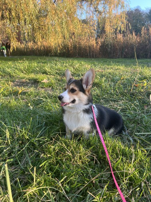 Corgi femela tricolor