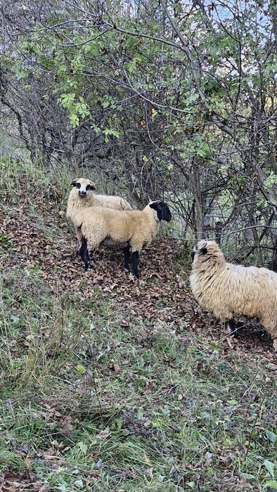 Berbecuț suffolk 5 luni
