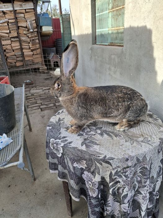 Iepuri uriaș gri german