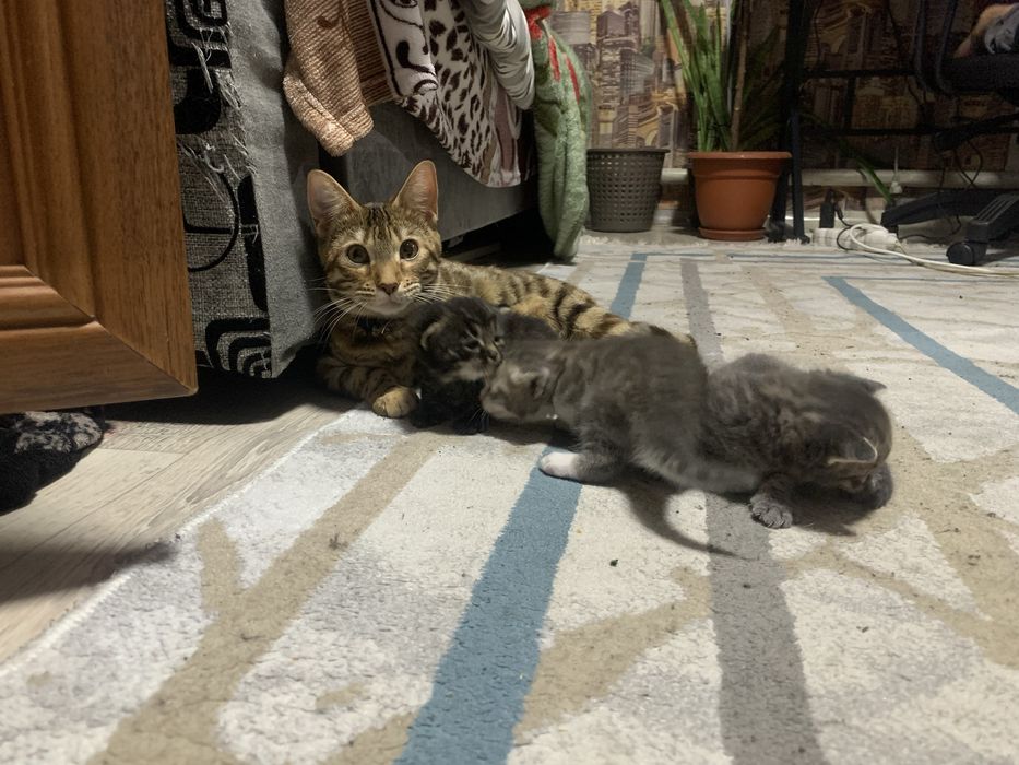 Продам котят бенгальской кошки