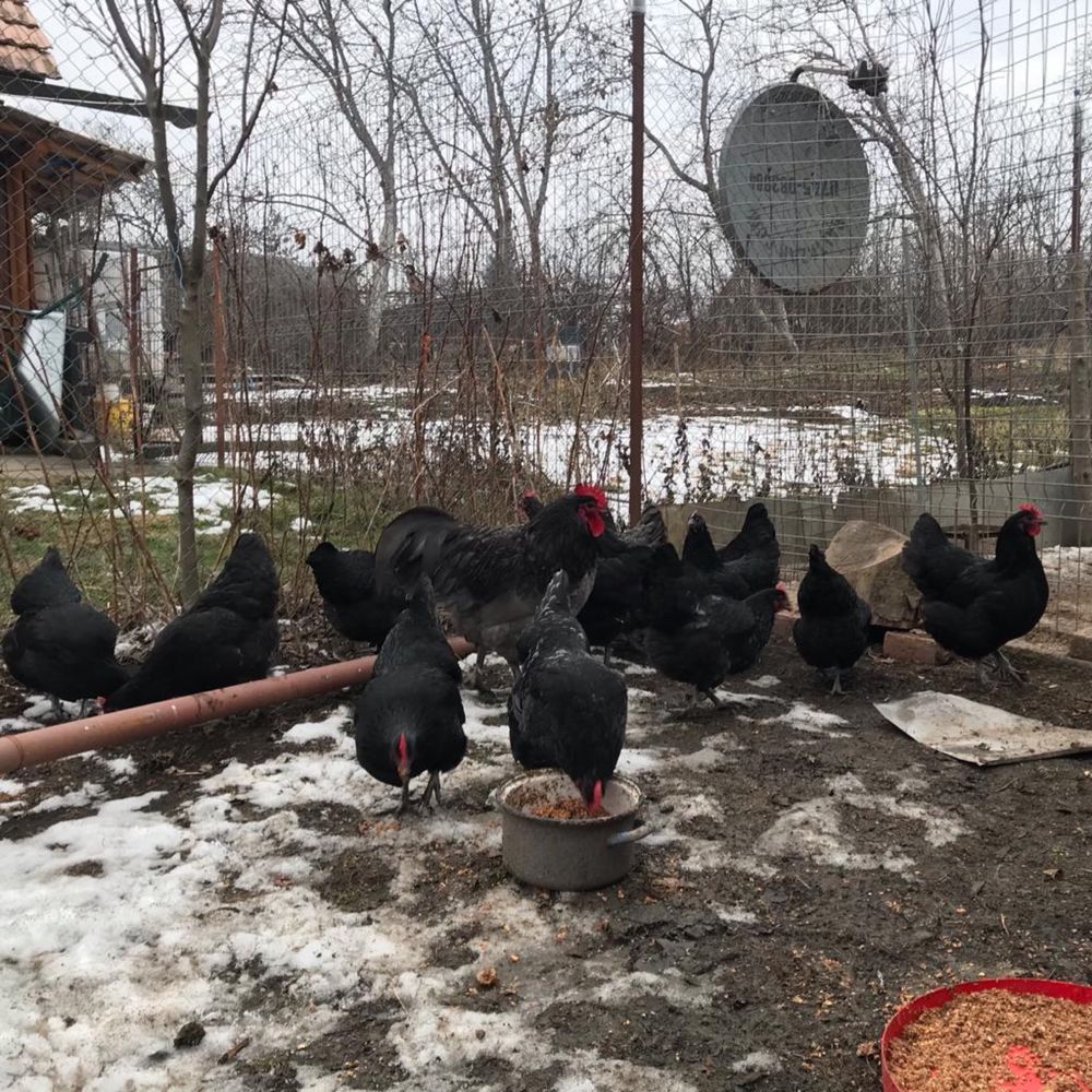 Vand cocosi Australorp