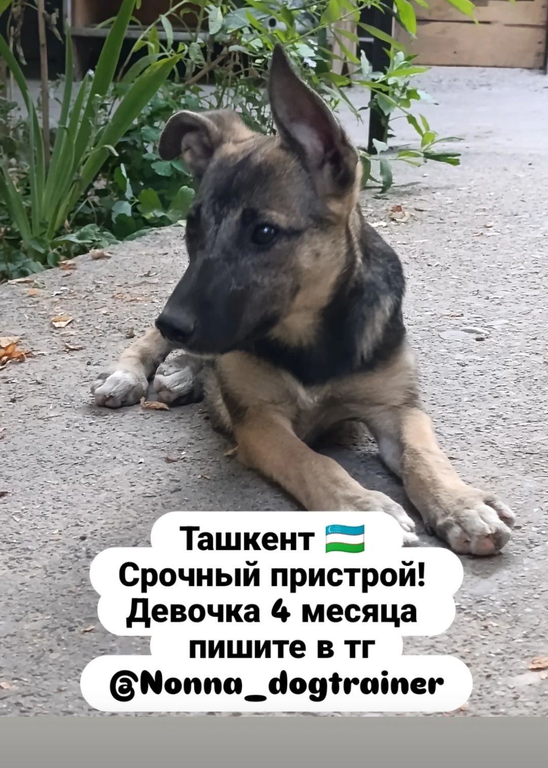 Щенок из дома в дом, не на цепь!