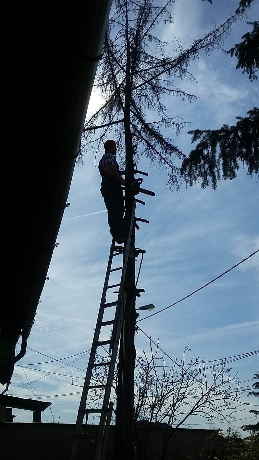 Tăietor toaletări copaci arbori pomi alpinist utilitar acoperiș