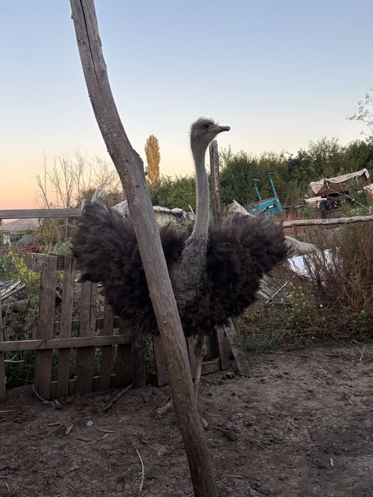 Struț femelă de vanzare