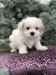 Vand bichon maltez mini toy