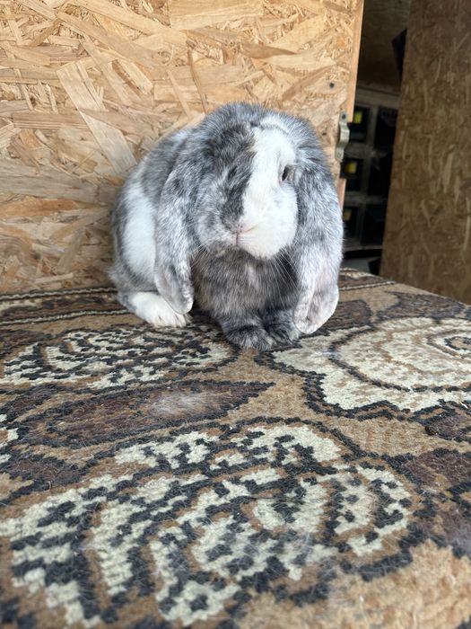 Iepuri berbec german