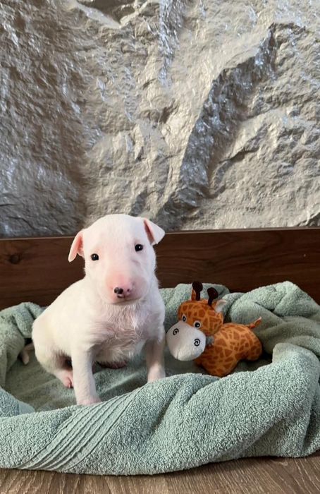 Бультерьер на вязку, разведение потомства