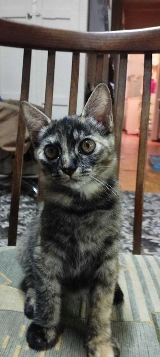 Отдам котят в хорошие руки