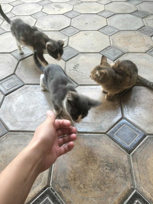 Отдам хорошие руки