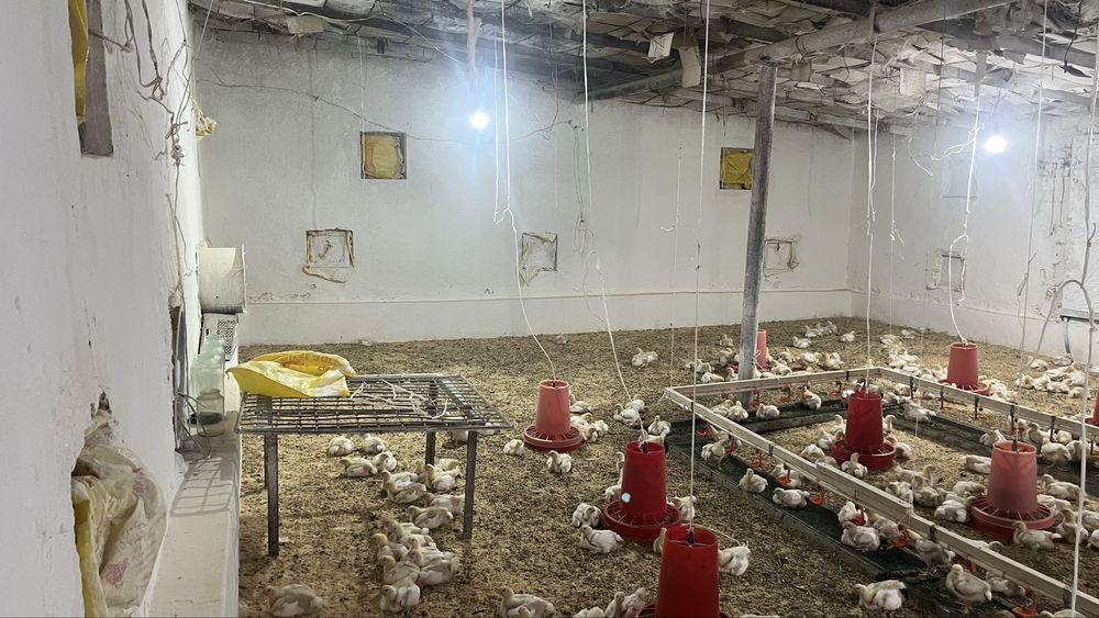 Шуртан Аланга кучмас мулк