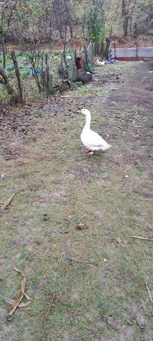 Vind giscan de anul acesta sau schimb