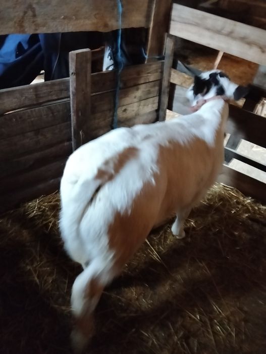 Vînd vițel frumos