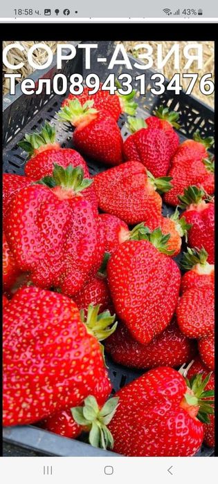 Разсад малини ягоди