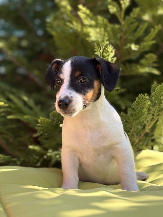 Джак ръсел териер