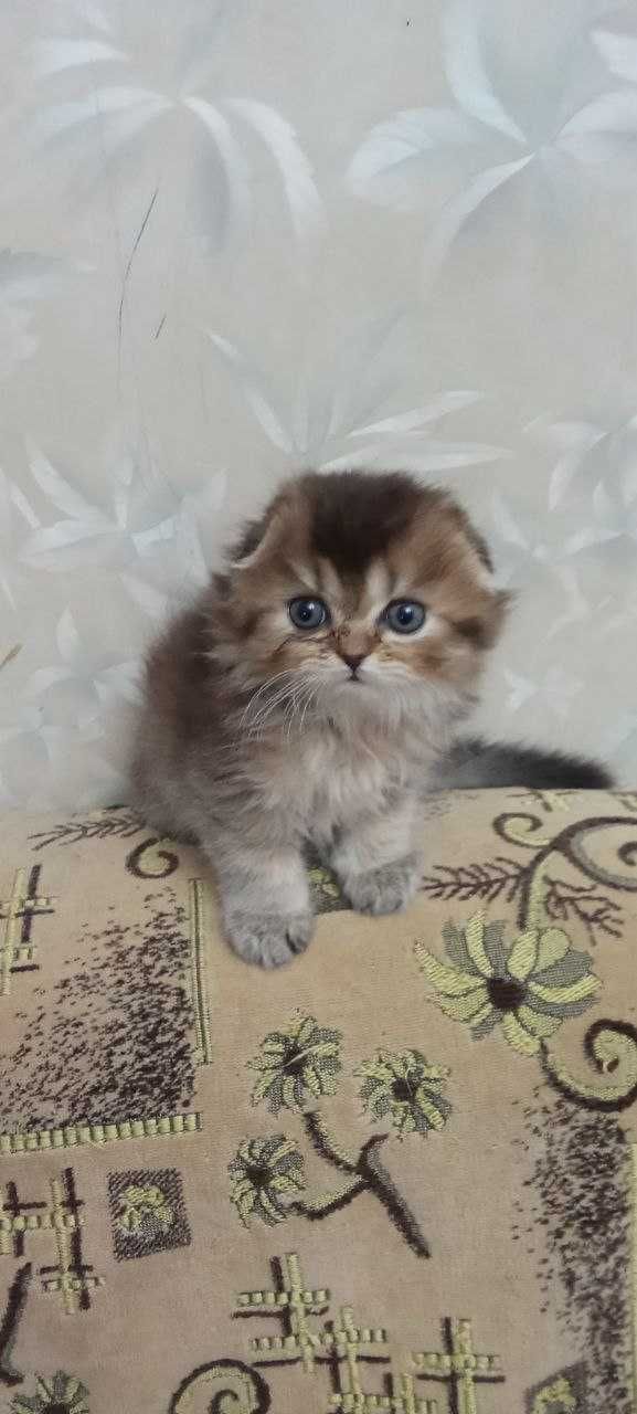 Котёнок шиншилла шоколад мальчик