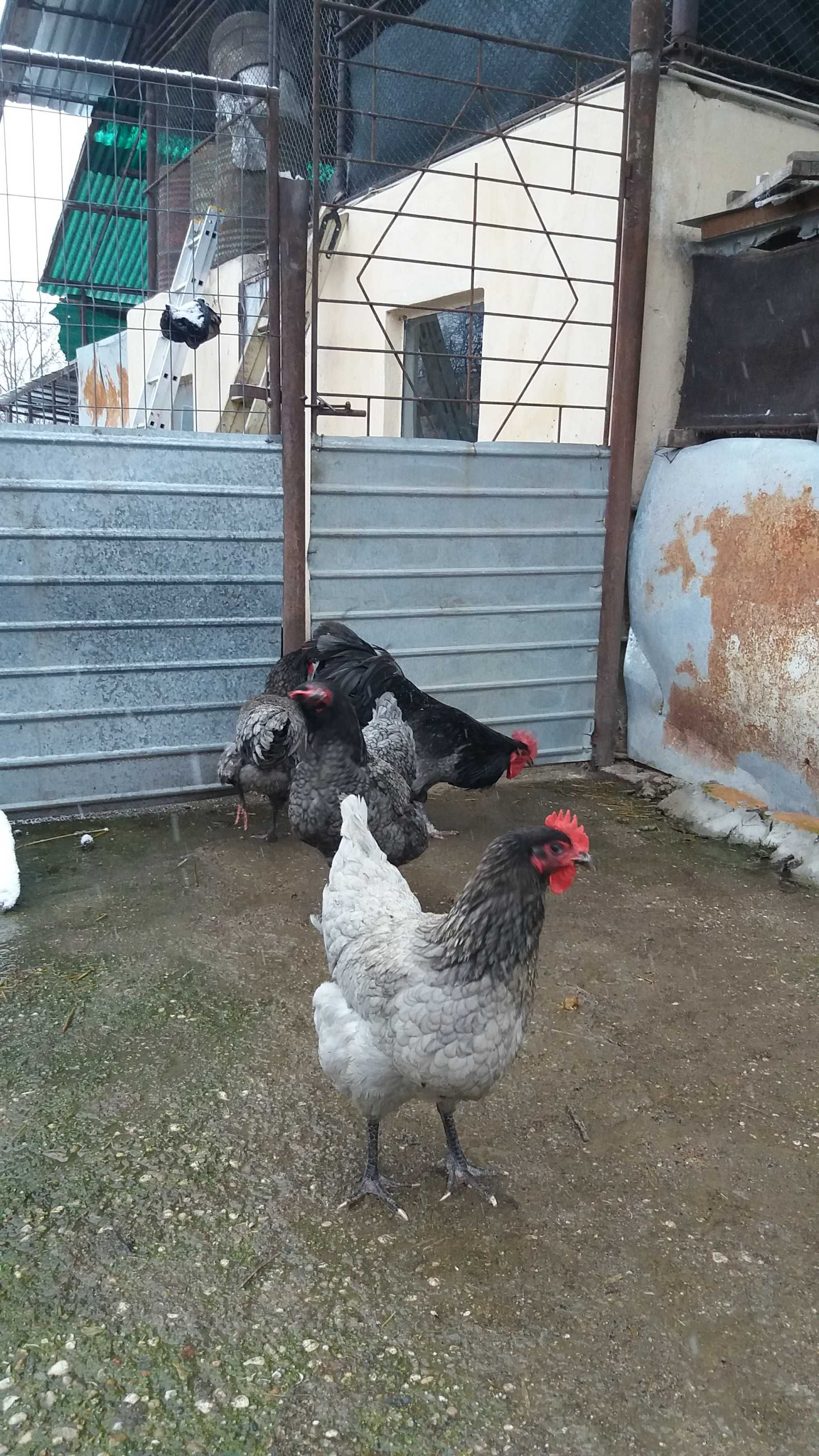 Pui de gaina, rasa Australorp