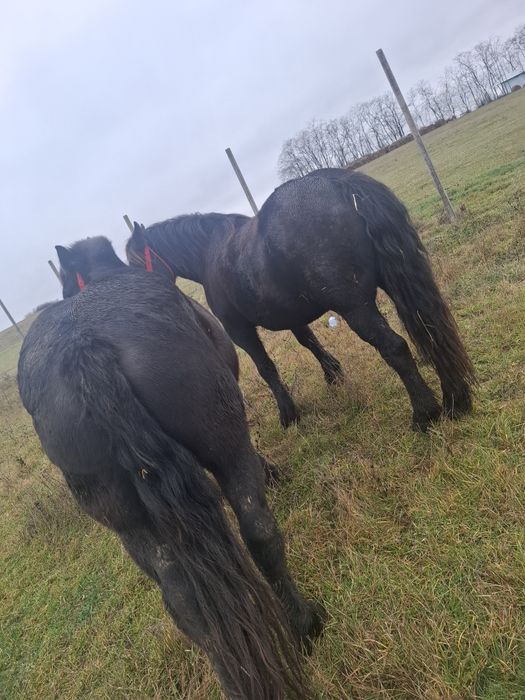 Vând două iepe negre!