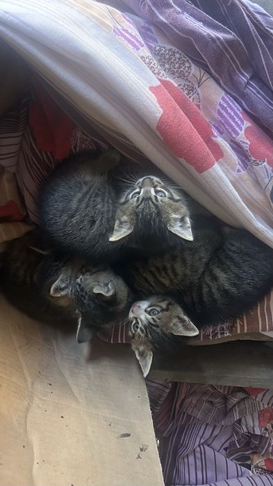 Pisică adultă și 4 puișori disponibili pentru adopție