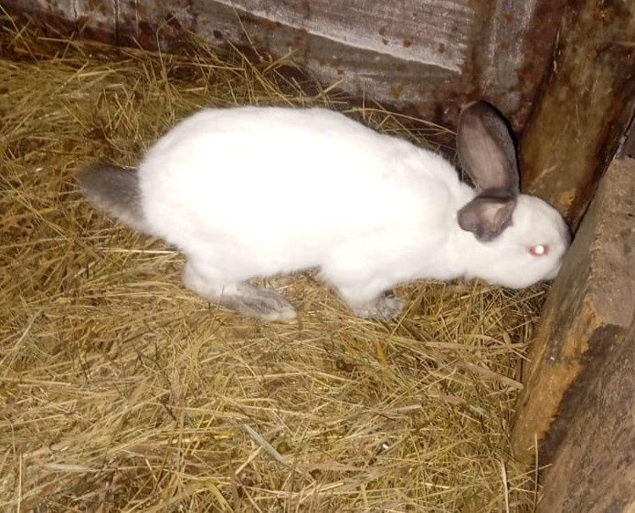 Продам кролов Фландр с Калифорнийский