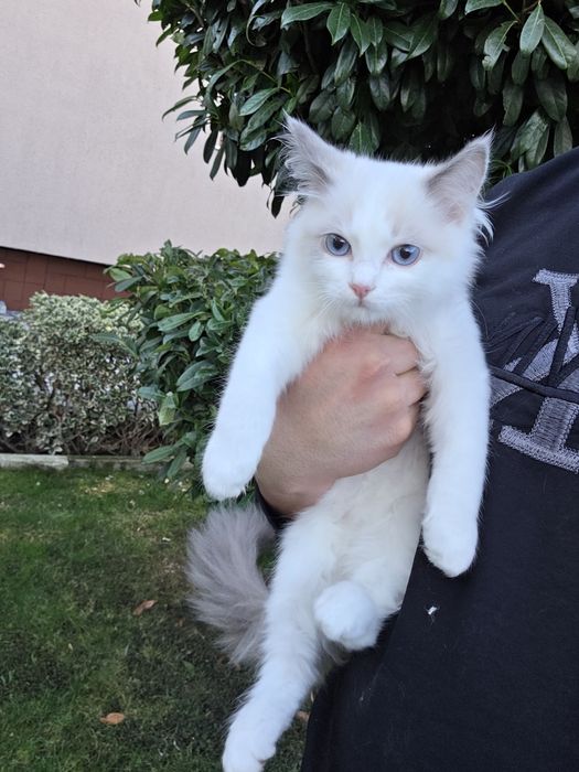 Ragdol/Рагдол на 3 месеца Две женски с родословие