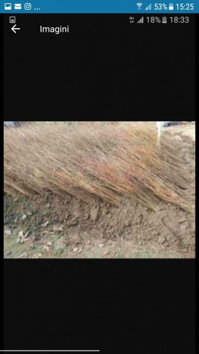 Puieti de fag de carpan de mesteacăn