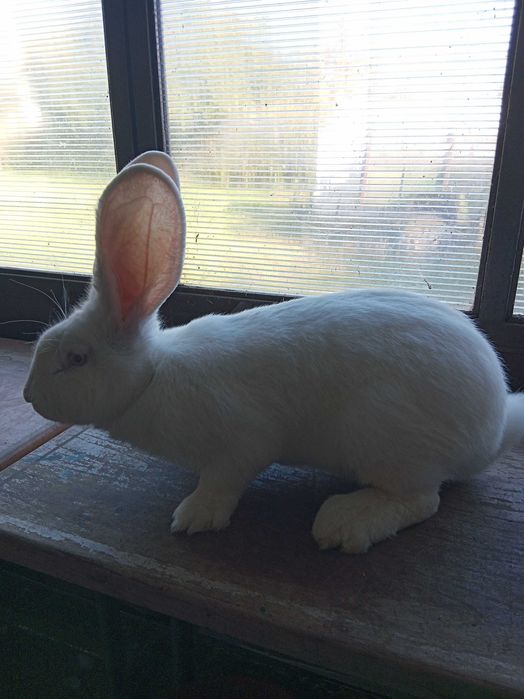 Бели великани свободни