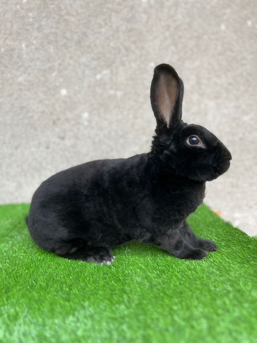 Rex cho’rniy pantera sames