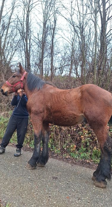 De vânzare mânz cuminte