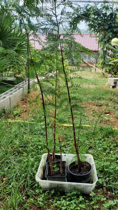 vind chiparosi de balta