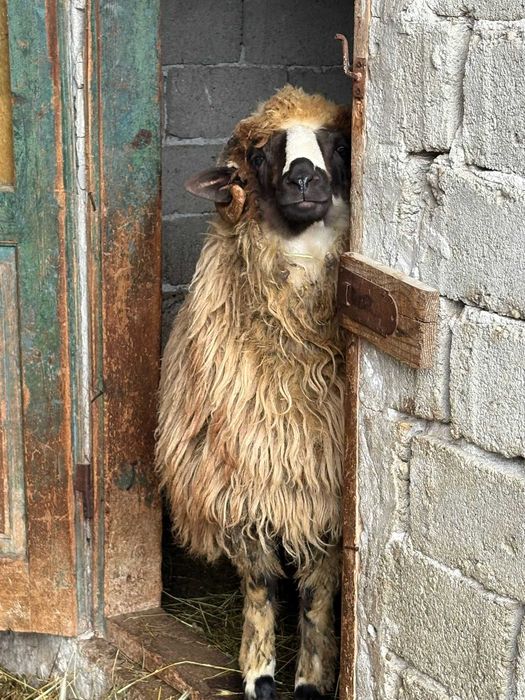 Vand berbecut din primavara