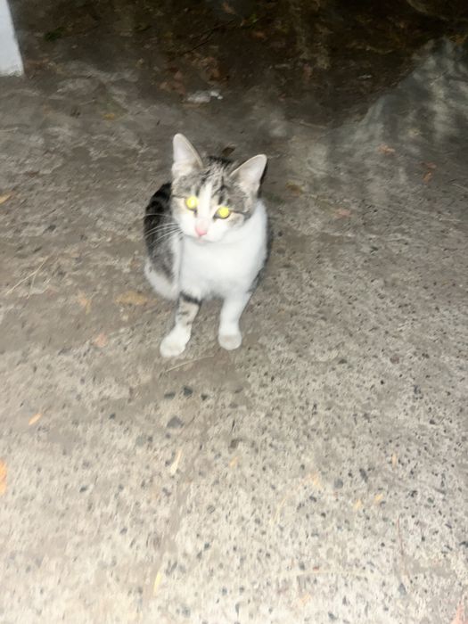 qiz bola mushuk hadyaga beriladi toza mushuk latokni bilishadi