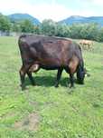 Vaca de vanzare gestanta si bună de lapte