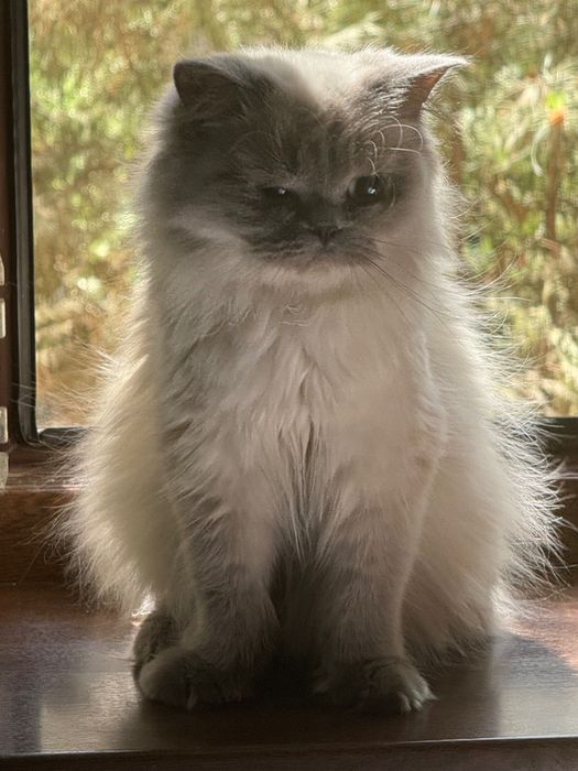 Шотландский котёнок Highland Fold, 2 месяца, мальчик