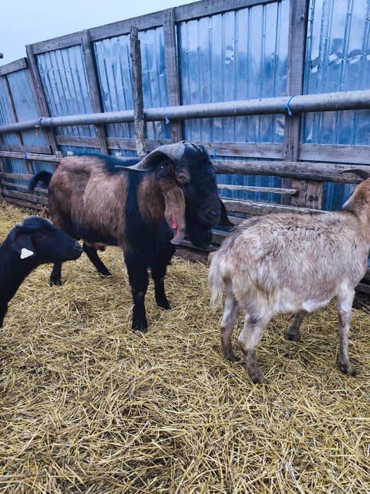 Vând țap anglonubian foarte masiv